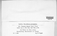 Mollisia rosae image